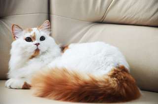 belle chaton écossais disponibles