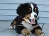 Chiots bouvier bernois - photo 1