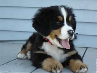 Chiots bouvier bernois