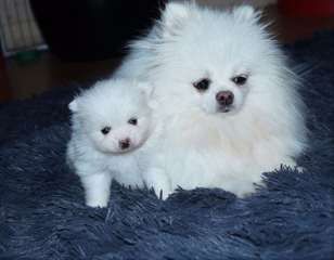 Chiots spitz nain blancs lof