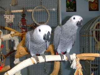 African Grey Parrots  text via; (510) 455-8318