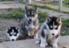 Adorables chiots de types husky sibérien - photo 1