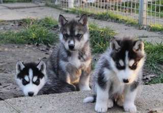 Adorables chiots de types husky sibérien