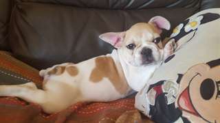 Bulldog français