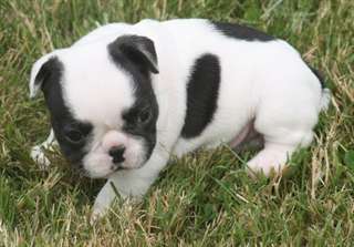 Bouledogue français blanc lof