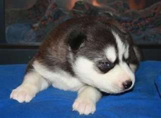 Superbes chiots siberian husky disponible