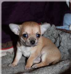 Adorable chiot chihuahua pour adoptions