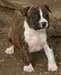 chiot de type American staff - photo 1