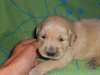 chiot de type golden - photo 1