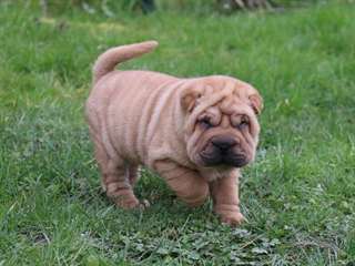 chiot shar-pei pure