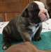 Adorable Chiot bouldogue anglais à donner - photo 2