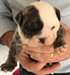 Adorable Chiot bouldogue anglais à donner - photo 3