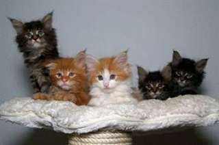 A donner chatons maine coon
