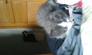 Chaton type angora