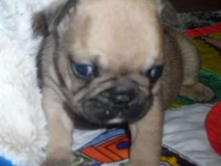 chiots de race carlin dispo