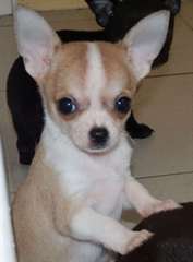 Chiots chihuahua