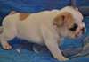 A donner Chiot Bouledogue Français femelle - photo 1
