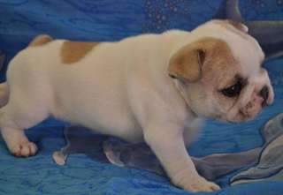 A donner Chiot Bouledogue Français femelle