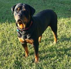 Chiots mâles et femelles rottweiler en bonne santé