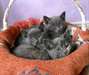 Chatons Chartreux - photo 1