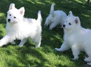 berger blanc suisse