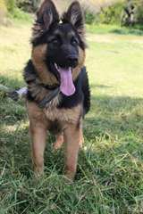 chiots shepered allemand