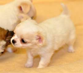 Magnifiques Chihuahuas