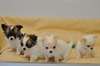 Magnifiques Chihuahuas - photo 2