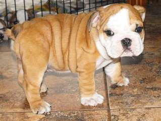Incroyable chiot bouledogue anglais Disponible
