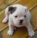 chiot bouledogue anglais Disponible - photo 1