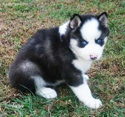 Husky sibérien pour l'adoption