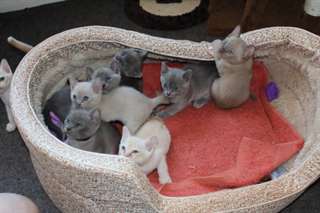 bébés Chatons Burmese disponible