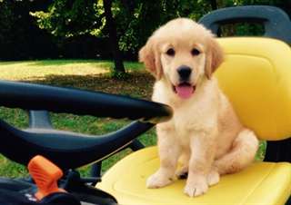 Golden Retriever chiots pour adoption