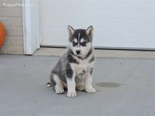 Husky sibérien pour l'adoption