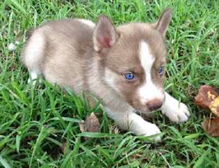 Husky sibérien pour adoption