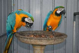 Perroquets macaw disponible pour vous 	 Perroquets