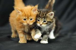 adorables chatons main coon Adorables chatons main