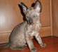 Chaton du cornish Rex 5 petites boules de poils de - photo 1