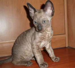 Chaton du cornish Rex 5 petites boules de poils de