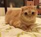 Chatons persans pour adoption - photo 1