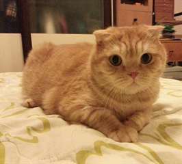 Chatons persans pour adoption