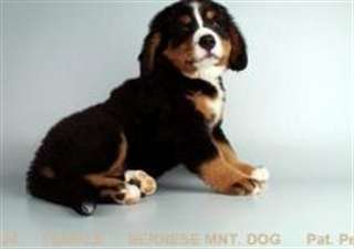 Chiots bouvier bernois.