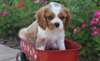 qualité CHIOTS Cavalier King Charles - photo 1