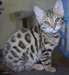 Chatons adorables Savannah - photo 1