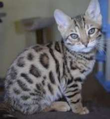Chatons adorables Savannah