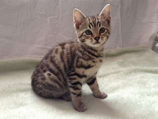Liti&#232;re 6 chatons Brown Rosette, seulement 1 Homme