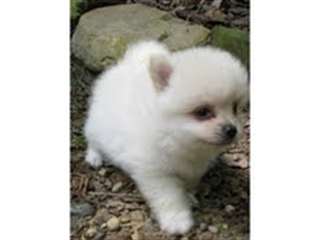 BEAUTIFUL POMARANIAN PUPPIES