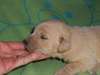 chiot bulldog Anglais de pure race, - photo 2