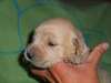 chiot bulldog Anglais de pure race, - photo 3