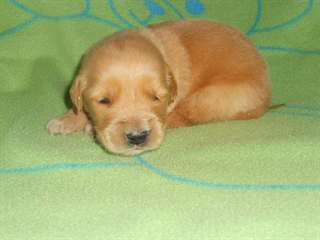 chiot bulldog Anglais de pure race,